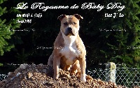 Étalon American Staffordshire Terrier - J'lo Du Royaume De Baby Dog