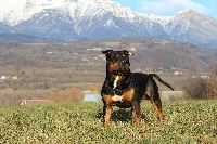Étalon American Staffordshire Terrier - Nwa de la Garde Divine