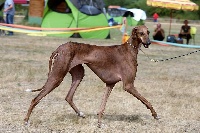 Étalon Azawakh - P'tit solia Du Pied D'ô