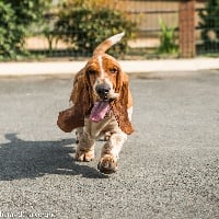 Étalon Basset Hound - Butler boy Dos sete moinhos