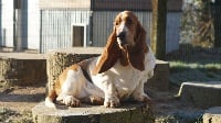 Étalon Basset Hound - Odette Des Terres De Beaulieu