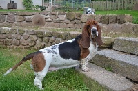 Étalon Basset Hound - Moricette frida du Hameau de Bonipaire