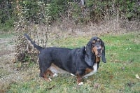 Étalon Basset Hound - Minnie nora du Hameau de Bonipaire