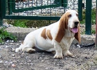 Étalon Basset Hound - NoË Des Rives De Firenza