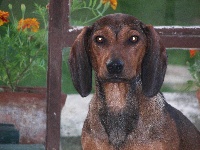 Étalon Basset des Alpes - Maya de la Vallée du Bois Bray