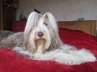 Étalon Bearded Collie - Génépi Du Mas De L'Oisonnière