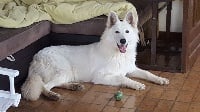 Étalon Berger Blanc Suisse - Nina ricci Of Shepherd's Paw