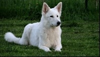 Étalon Berger Blanc Suisse - Ivoire Des Blancs De Souilly