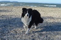 Étalon Border Collie - Habsolutly perfect joy des Mirages d'Azur