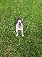 Étalon Boston Terrier - Glamorous and joyfull girl (Sans Affixe)