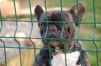 Étalon Bouledogue français - Gomette du domaine de lavillette