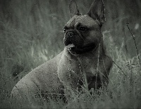 Étalon Bouledogue français - Mystic Paradis du Temple Shogun