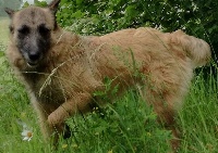 Étalon Bouvier des Ardennes - Quenne de la cense du balmelok