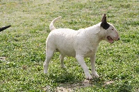 Étalon Bull Terrier - Nobody's better than me Des Terres D'embellie