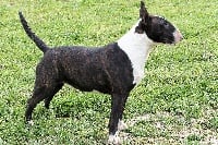 Étalon Bull Terrier - mas de rufa Black panter