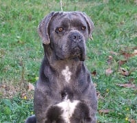 Étalon Cane Corso - Nerarounette Des Deesses Du Temple