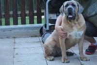 Étalon Cane Corso - Milka Des Kool And The Dog