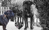 Étalon Cane Corso - Moria (Sans Affixe)