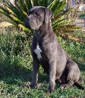 Étalon Cane Corso - CH. Nuances of grey Des Deesses Du Temple