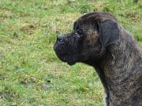 Étalon Cane Corso - Miranda du domaine forestier