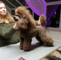 Étalon Caniche - Laïka des cerbois de la cheneveyre