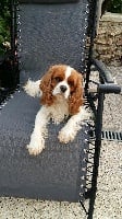 Étalon Cavalier King Charles Spaniel - Maïa des anges de la Lyve