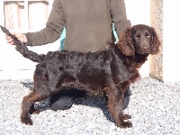 Étalon Chien d'Oysel allemand - Lancelot des clairières de la vallotte