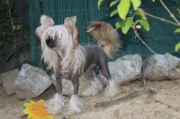 Étalon Podenco d'Ibiza - CH. Pretty revenge I Am Jadore