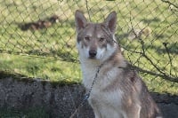 Étalon Chien-loup de Saarloos - Lupus-ribeross (Sans Affixe)