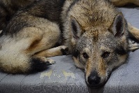 Étalon Chien-loup tchecoslovaque - Logan Du domaine de la combe noire