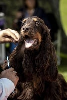 Étalon Cocker Spaniel Anglais - Nevada From The Golden Eyed' Hills