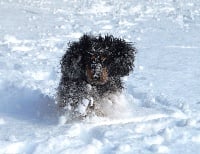 Étalon Cocker Spaniel Anglais - Nala Du Paradis D'oliver