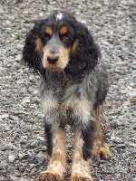 Étalon Cocker Spaniel Anglais - Oxygéne du hameau de grecques