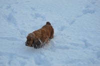 Étalon Cocker Spaniel Anglais - Nessy du Talai