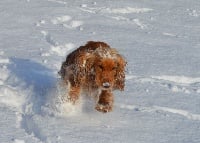 Étalon Cocker Spaniel Anglais - Nesta Du Paradis D'oliver