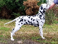 Étalon Dalmatien - Outsider Des Vents Et Marées Bretons