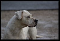 Étalon Dogo Argentino - CH. Irina blanca du Royaume de l'Espina