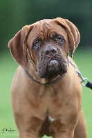 Étalon Dogue de Bordeaux - Overclocked Du Miel Au Clair De Lune