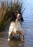 Étalon English Springer Spaniel - Lisson de l'écho Des étangs