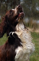 Étalon English Springer Spaniel - Ilo (Sans Affixe)