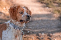 Étalon Epagneul Breton - N'dili du comte de Batz Castelmore