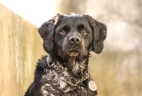 Étalon Epagneul Breton - Pirlo de puentemocha
