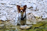 Étalon Epagneul nain Continental (Papillon) - Mam'zelle de la grange bailly