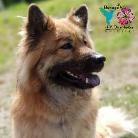 Étalon Eurasier - Hetna (Sans Affixe)