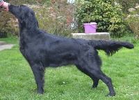 Étalon Flat Coated Retriever - June jay De La Chasse Des Ballastières