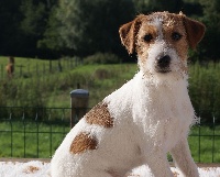 Étalon Jack Russell Terrier - Olga Du Domaine De Mafleurio