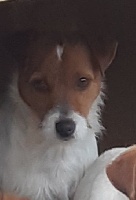 Étalon Jack Russell Terrier - No limit neptune De La P'tite Malice