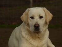 Étalon Labrador Retriever - Orphee Du Moulin Sault