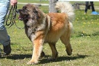 Étalon Leonberger - rua soleil Unforgettable you are