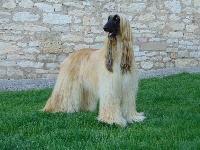 Étalon Levrier afghan - CH. Feline forever De koulangar